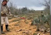 Man Risks Own Safety To Free Terrified Bobcat From Trap.