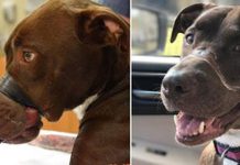Justice For Caitlyn Animal Abuser Will Spend 15 Years In Prison