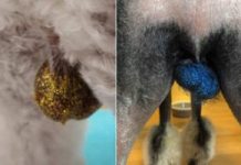 Glittery Scrotums Are The Latest Dog Grooming Trend And Why Not?