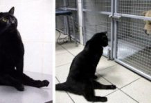 Paralyzed Cat Drags Himself Around A Vet Clinic To Cuddle Sick Dogs