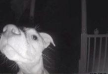 Dog Accidentally Gets Locked Out At 2am And Rings The Doorbell With Her Nose
