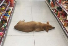 Store Owner Opens His Shop To Homeless Dog During Heat Wave