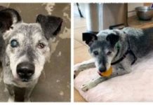 19-Year-Old Shelter Dog Still Loves To Play Fetch And Yearns For A Forever Home