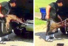 Monster Dumps Three Dogs Like Trash On The Side Of A Rural Road