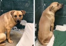 Family Dumps Their Dog At Kill Shelter For Eating Out Of The Garbage Can