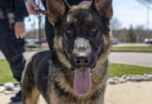 The Air Force Is Looking For People To Adopt Retired Military Working Dogs