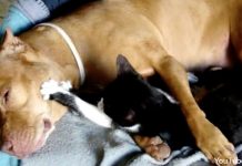 Canine’s Kitty Companion Offers Deep Tissue Paw Massages For Aching Jowls