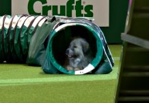Rescue Dog Wins Hearts But Not Ribbons On Hilarious Agility Attempt
