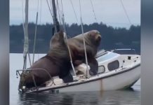 Sea Lion Duo Goes Viral After Boarding — And Almost Sinking — A Sailboat