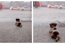 Little Dog Has Stolen The Hearts Of People Across The World By Quietly Watching The Rain