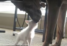 Retired Military Dog Comes Home To Find Big Changes In A Small Package