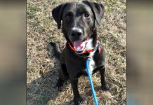 Shelter Dog’s Only Wish Is To Find A Loving Family Of His Own Before His 4th Birthday