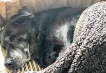 Grieving Dog Says Goodbye To Only Owner She’s Ever Known