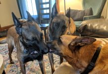 Dogs Give Their Brother Kisses Just Before Saying Their Final Goodbyes