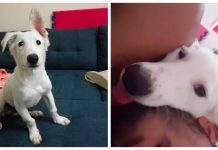 Stray Dog Fell Asleep With His Head On His Rescuer’s Shoulder