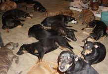 Woman Opens Her Home To 97 Stray Dogs As Hurricane Dorian Rips Through The Bahamas