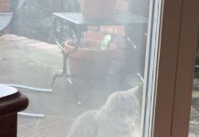 Cat Visits Neighbor’s Window Every Day Looking For Dog Friend That Passed Away