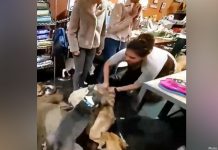 Pet Store Employee Filmed Grabbing Dog By Neck, Angrily Throwing It Onto Floor