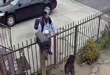 USPS Worker Captured On Surveillance Camera Pepper-Spraying A Friendly Dog