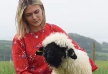 Adorable Sheep Thinks He’s A Dog, Likes To Play Fetch And Go On Walks
