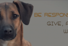 What It’s Like To Abandon A Pet. Everyone Should See This If They Are Considering Adoption!