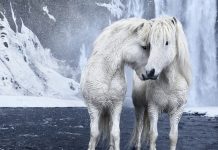Photographer Captures Fairytale-Like Horses That Roam Iceland’s Beautiful Landscape