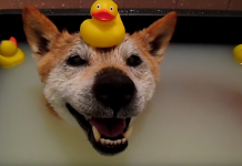 You’ve Never Met A Dog Who Loved Bath Time Quite This Much!