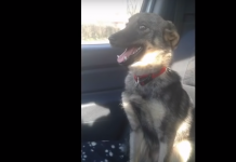 Abused Dog Cries When She Finally Has A Kind Hand Touch Her