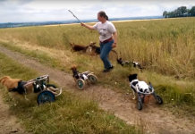 The Happiness On These Paralyzed Dogs’ Faces Is Infectious! Watch How Thrilled They Are To Be Playing Fetch!