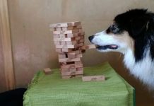 Autism Service Dog Plays Jenga Like A Pro