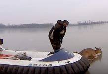 When They Heard About Deer Trapped On The Ice, These Guys Grabbed Their Hovercrafts!