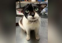 Rescued Cat’s Uncanny Resemblance To Star Wars Character Brings Viral Fame