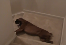 You’ll Never Believe What This Boxer Does Every Morning! I’m Stunned.