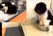 This Little Pup Got A New Water Bowl And Now He’s A Little Confused. His Reaction Is Almost Too Cute For Words!
