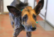Starving, Hairless Dog Found Covered In Sores Looks Unrecognizable After Being Rescued
