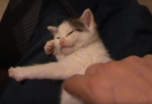 OMG This Is Adorable–A Sleepy Kitten Playing An Invisible Harp! Too Funny!