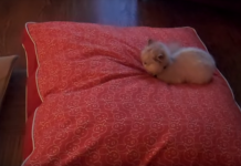 This Little Kitten Isn’t Kitten’ Around When It Comes To Sharing The Bed
