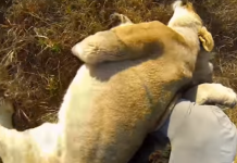 This “Lion Whisperer” Is Incredible! See Him Get The Cuddle Treatment From His Favorite Lion Pride
