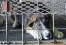 10 Shelter Dogs Were Set To Be Euthanized Until The Public Saved Them All