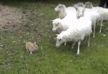 Never Send A Rabbit To Do A Dog’s Job. Unless They Are This Good At It!