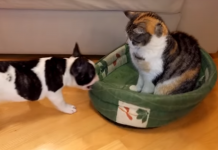 French Bulldog Puppy Wants His Bed Back From The Cat Thief…And It’s Hilarious