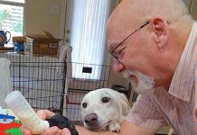 Pregnant Dog Chained To Animal Shelter’s Fence Is Rescued Just In Time