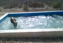 LOL! I’ve Never Seen A Dog Having So Much Fun With Water!