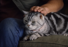 Cat Explains The Superbowl In This Hilarious ‘Dear Kitten’ Video!