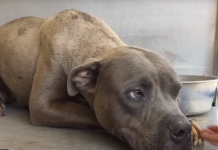 Watch What Happens When An “Aggressive” Pit Bull Feels Love For The Very First Time