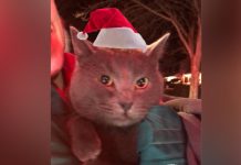 Firefighters Rescue Cat And Owner Stranded Together In A Tree