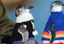 Tiny Sweaters Are Saving the Lives of Tiny Penguins!