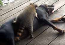 This Raccoon-Dog Duo is the Funniest Thing You’ve Seen Today