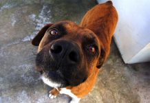 10 Signs You Are A Crazy Dog Person (And Proud Of It!)