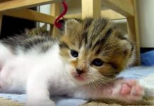 It’s Bedtime For Little Rocky, But He Just Doesn’t Want To Stop Playing!